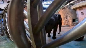 Слонам тоже делают педикюр - ужас)