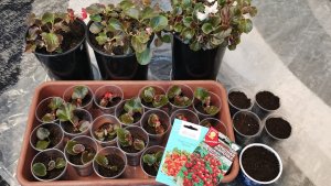 Первые посевы перцев и томатов открываю сезон 2026 и черенкую бегонию!