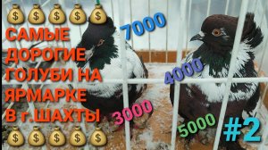 💰💰💰 Самые дорогие голуби на ярмарке в г.Шахты. Птичий рынок 01.02.26. Часть 2. Pigeons Fair.