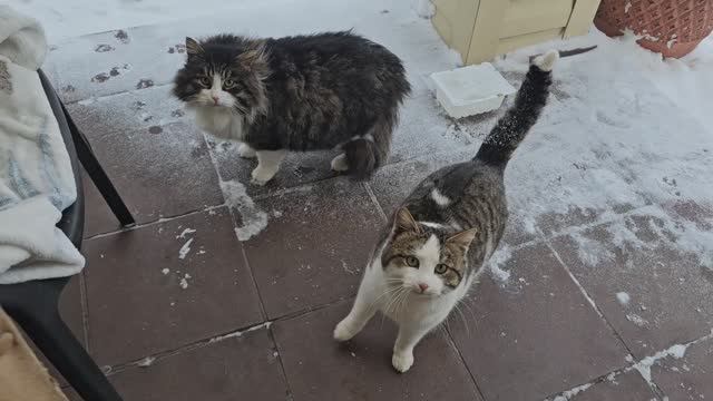 🔥Котопозитив с головами Поют для вас! смотреть онлайн