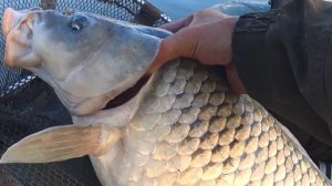 Тянут на дно... ФРИКЦИОН ТРЕЩИТ !!!! Рыбалка на сазана