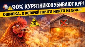 🐔❌90% курятников убивают кур медленно. Одна ошибка в постройке, о которой почти никто не думает🫢