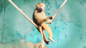 НЕ ПОВТОРЯЙТЕ! Бывший ЗАМОРЫШ Степан, без СТРАХОВКИ исполняет ТРЮК! Люся и Маня жуют и СМОТРЯТ!