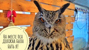 Пса Кубика прячем от морозов. Лось Степан пасётся в кустах. Артём сбежал на крышу ничего не делать