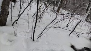 Проверка капканов. Приходил тигр. Берлога.