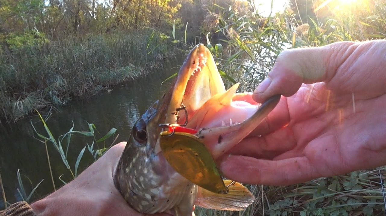 ЩУКА осенью на малой реке!! Рыбалка на спиннинг смотреть онлайн
