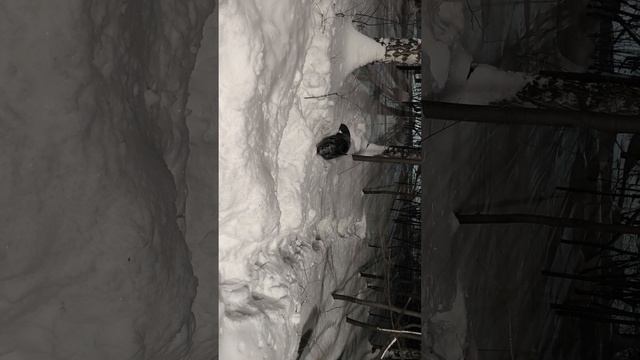 ВЕО  восточно европейская овчарка черная