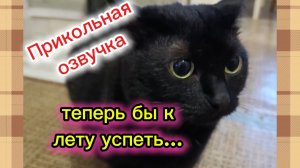 КОШКИ С ОЗВУЧКОЙ.