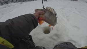 Треш рыбалка на Северной Сосьве. Едем дубасить полосатого. Январь 2026г. Ч.4