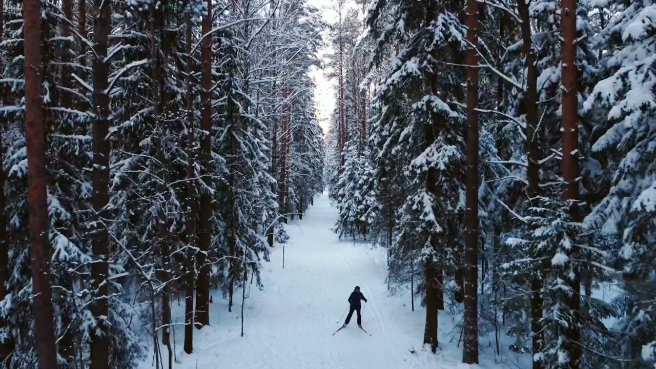 Forest, лес ясно Янино dji mini 2 смотреть онлайн