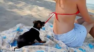 ВИДЕО ПРИКОЛЫ ЗАБАВНЫЕ МОМЕНТЫ С ЖИВОТНЫМИ, СНЯТЫЕ НА КАМЕРУ №3