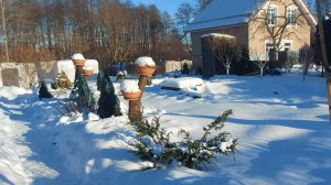 Мороз и солнце❄️🌤Притеняю хвойные.В погребе минус😔