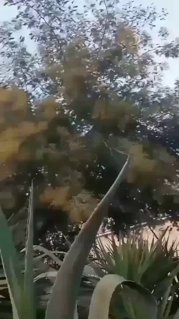 Столетник не погиб! Он будет жить еще 100 лет?.. смотреть онлайн