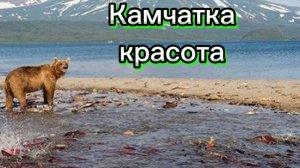 Дикая природа Камчатки.