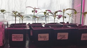 01-02-2026 Рассада острых перцев.