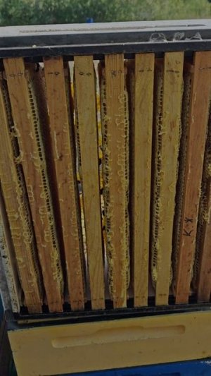 Как быстро забрать мёд у пчёл)