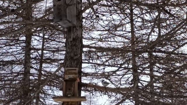 Зимняя сказка с птичками в Магадане смотреть онлайн
