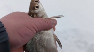 ЛЕЩ НА МОРМЫШКУ!!! ЗИМНЯЯ РЫБАЛКА 2026!!!