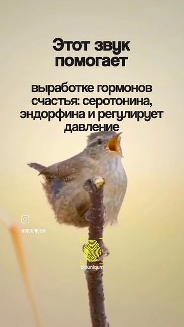 Успокаивающее пение птицы