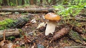 ТРУДОВАЯ ГРИБАЛКА НА БЕЛЫЕ ГРИБЫ !!! Цель достигнута !