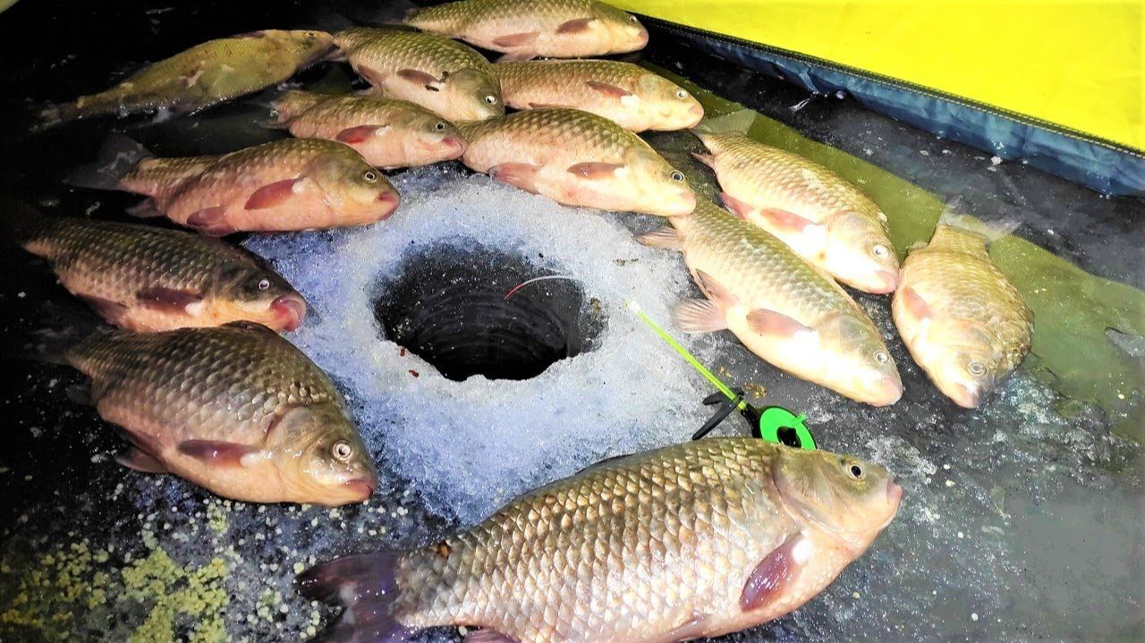 Это МОНСТРЫ - КАРАСИ ЛАПТИ ЗА КИЛО!! Зимняя рыбалка на карася смотреть онлайн