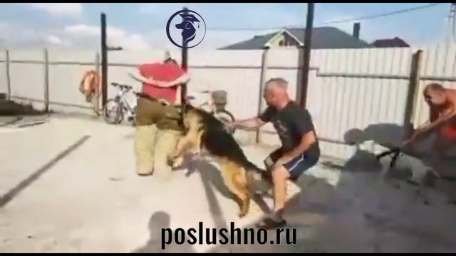 Собака-телохранитель. Школа poslushno.ru
