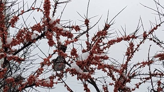 Что за крупная птица прилетела к синице облепиху клевать?? Ваши варианты😃 смотреть онлайн