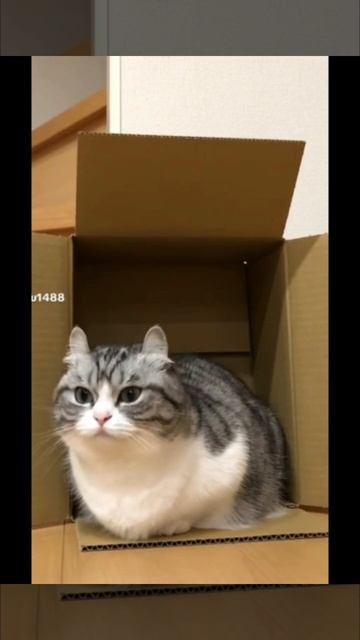 Эдит на Комару ;)