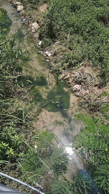 Квакание смотреть онлайн