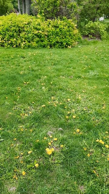 Белка в Парке Дружбы смотреть онлайн