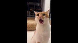 #смешныевидео -828