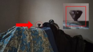 Страшные видео! Детеныш странного существа попал в объектив камеры