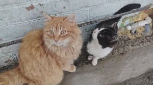 Всё тает, работа по хозяйству, тушёнка готова, варю сам.