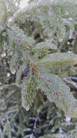 Зимовка пчелосемей, не всё зависит от пчеловода.