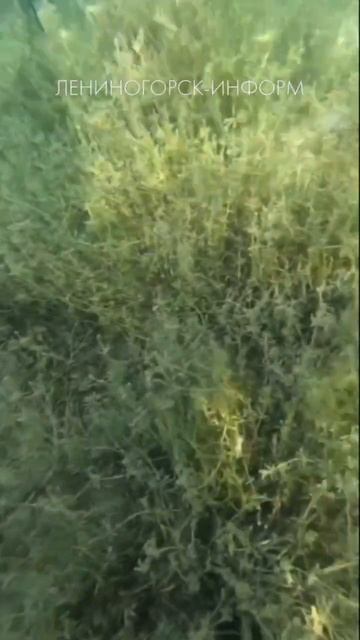 Русалки в Лениногорске смотреть онлайн