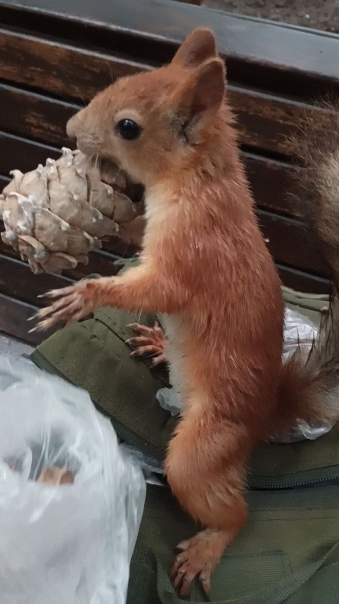Белка нашла шишку у меня в рюкзаке. Июль 2023 смотреть онлайн