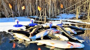 НАКИДАЛ КУЧУ РЫБЫ ЗА ПОЛЧАСА !!! Зимняя рыбалка на щуку жерлицами