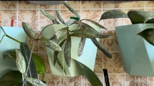 Хойи и дисхидии мелколистные.