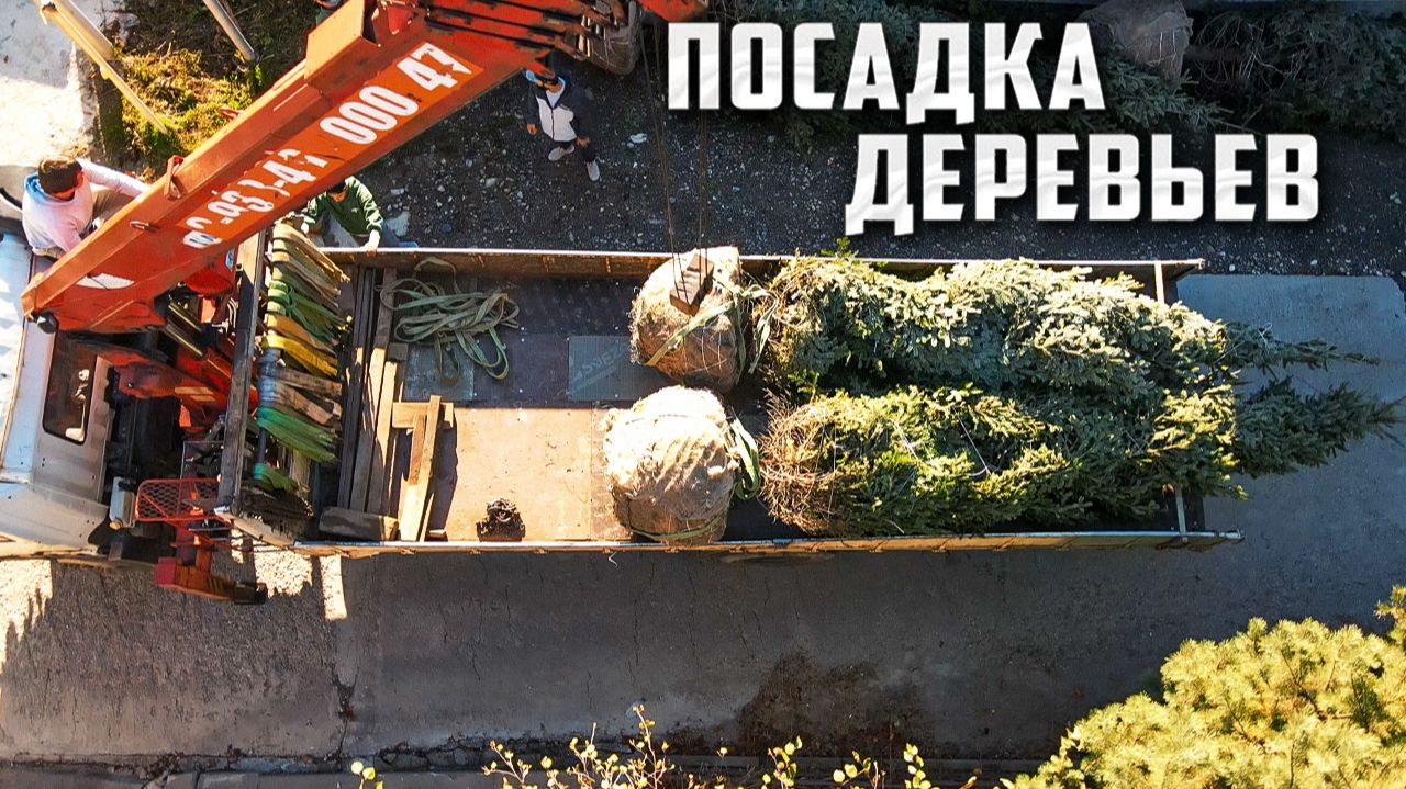 Как правильно посадить БОЛЬШИЕ ДЕРЕВЬЯ на участке