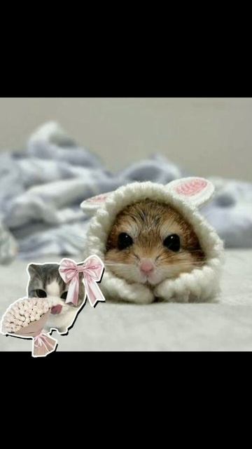 мuлые хомячкu u котuкu смотреть онлайн