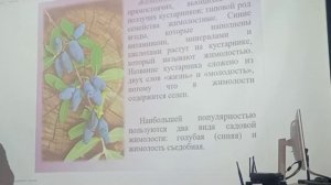 О новых сортах черной смородины, жимолости и облепихи.