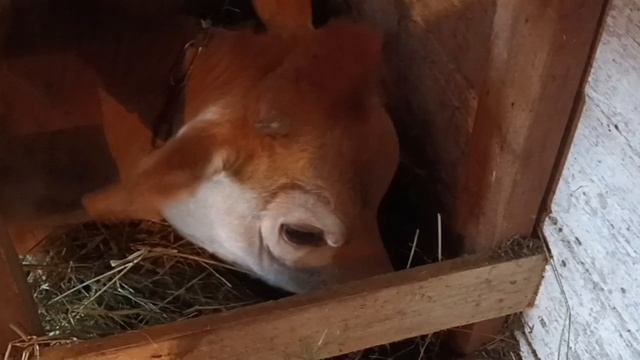 Погода на Урале/ Обзор коров и телят/ Наши новости из сарая. смотреть онлайн