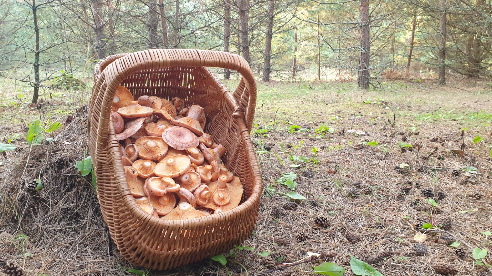 МОЛОДЫЕ РЫЖИКИ КРАСАВЦЫ ! смотреть онлайн