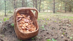 МОЛОДЫЕ РЫЖИКИ КРАСАВЦЫ !