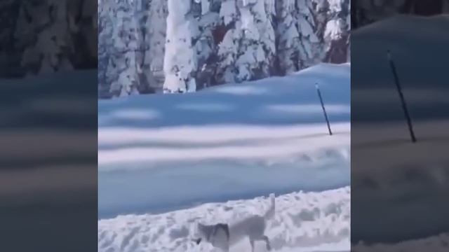 Собакен весело топает по снежку смотреть онлайн