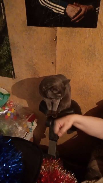 Кот Атос делает кусь-кусь на велотренажёре #shorts #котатос #животные #куськусь #велоспорт смотреть онлайн