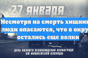 Несмотря на смерть хищника, люди опасаются, что в округе остались еще волки