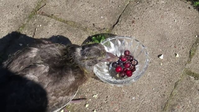 Птенец(-птеродактиль) из Межстоличья / Кушай детка яйцо диетическое и про десерт не забывай. 4 часть