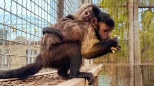 Это НЕ МАТЬ! Малыша Вакулу ТАСКАЕТ на себе НЯНЬКА! К кому успел, к тому на спину сел, пока мамы нет.