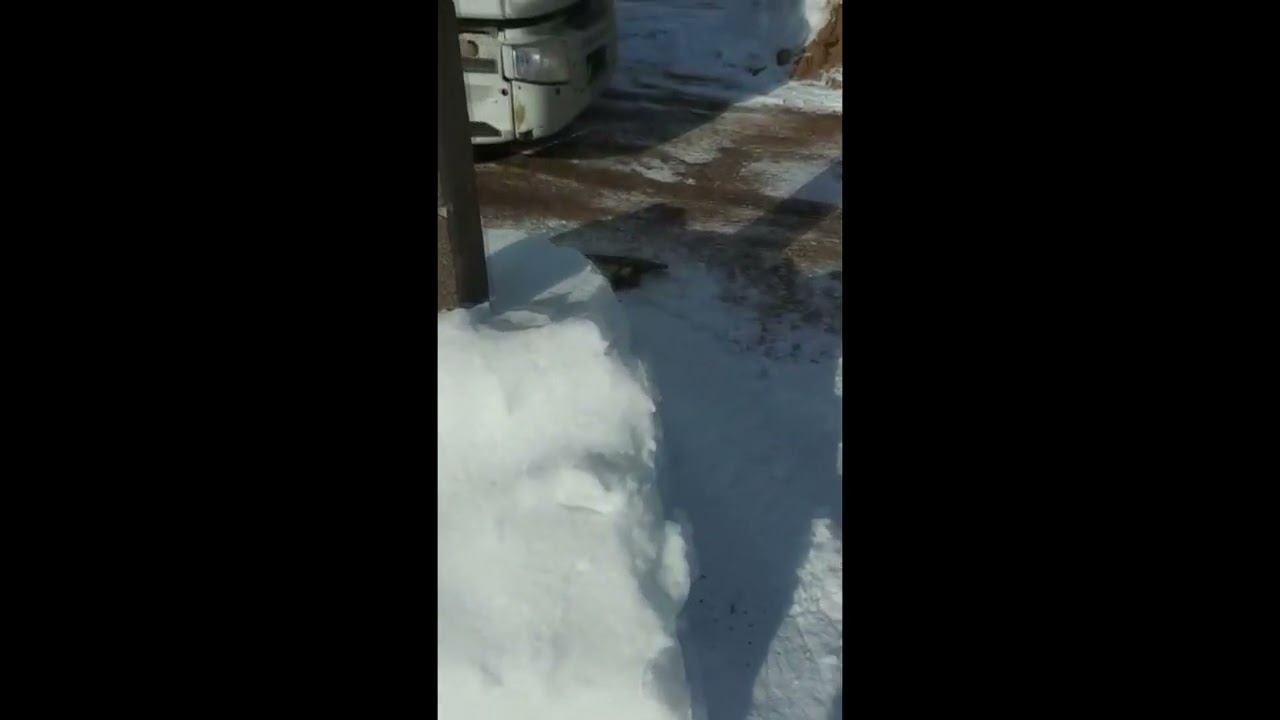 Видеоотчет о доставке Михневского кирпича 2,1НФ в п. Чисмена, Волоколамский г.о, Московская обл